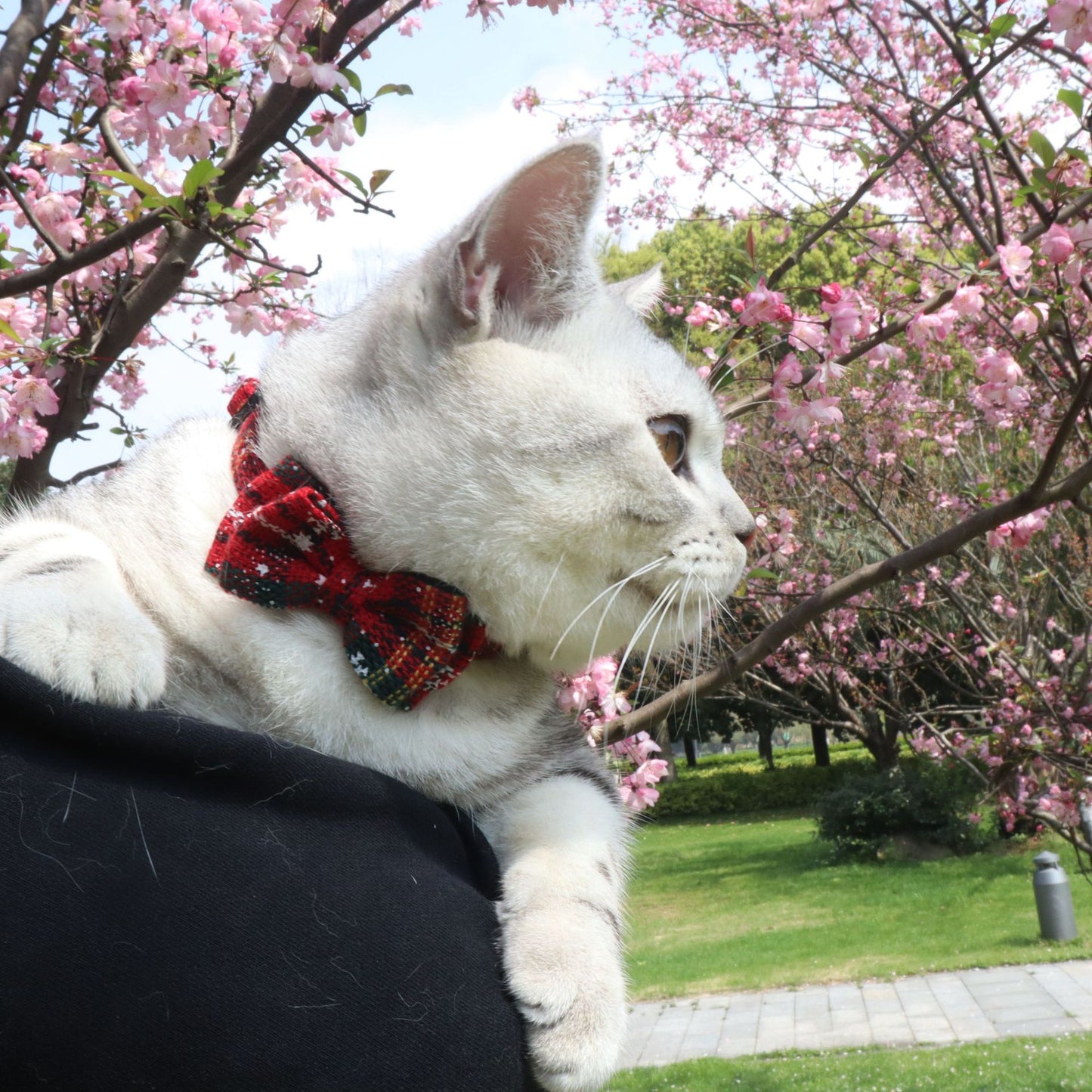 Red Striped Cat Collar